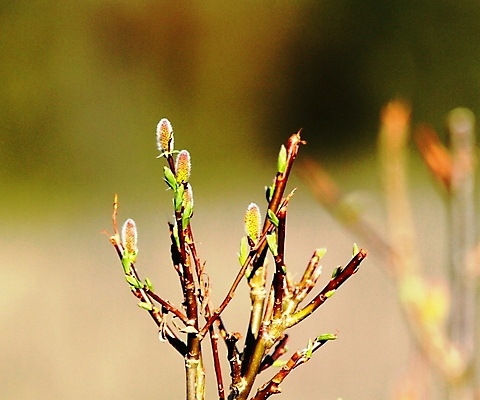 포토 JPG 해외이미지 나무 노르웨이 사람없음 초록색 나뭇가지 해외202004 해외포토 식물 유럽 컬러 파일형식 이미지허브