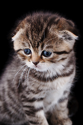 포토 JPG 해외이미지 동물 1 영어 응시 문화 얼굴 백그라운드 장난 포유류 가족 자연 영국 털 앉기 성인 사람없음 파란색 반려동물 갈색 고양이 줄무늬 회색 흰색 아기 고급 은색 작음 큼 자르기 슛 부드러움 얼룩무늬 솜털 고립 접기 스코틀랜드 해외202004 해외포토 문자 시선 유럽 컬러 컨셉 무늬 관계 모션 사람 신체부위 감각 크기 생태계 파일형식 이미지허브