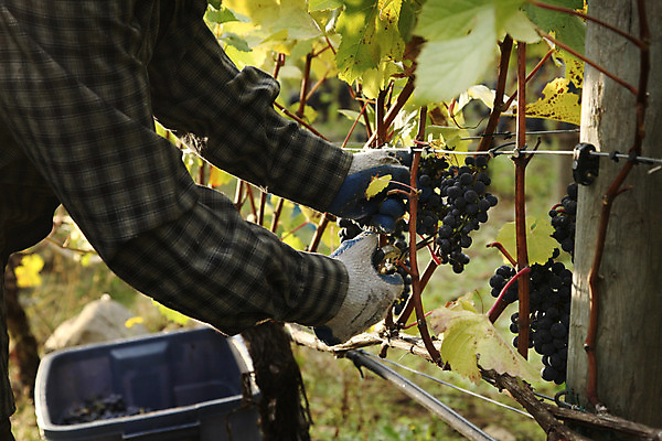 포토 JPG 해외이미지 음식 잎 밭 농업 과일 자연 포도 사람없음 초록색 농장 와인 맑음 수확 성장 가을 시골 선택 수집 포도밭 밭일 양조장 해외202004 해외포토 식물 계절 산업 컬러 컨셉 날씨 주류 생태계 파일형식 이미지허브