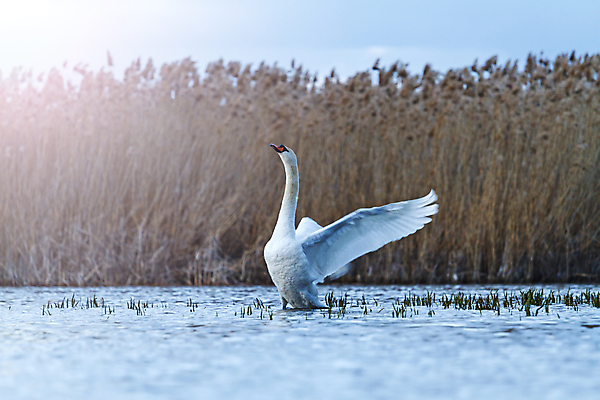 포토 JPG 해외이미지 동물 유럽 호수 야생동물 백그라운드 자연 조류 사람없음 야외 물 파란색 빛 강 반사 노란색 평화 우주 수영 침묵 흰색 연못 우아함 깃털 파란배경 백조 물새 서식지 내추럴 벙어리 해외202004 해외포토 자연요소 나라 컬러 컨셉 소리 수상스포츠 생태계 파일형식 이미지허브