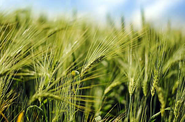 포토 JPG 해외이미지 식물 구름 계절 음식 백그라운드 밭 농업 자연 하늘 아침 날씨 건강 씨앗 풍경 사람없음 야외 초록색 여름 파란색 농작물 햇빛 농장 농경지 우주 환경 봄 수확 성장 시골 신선 낟알 시리얼 밀 먹기 유기농 질감 밀짚 내추럴 호밀 세련 해외202004 해외포토 주간 자연요소 웰빙 산업 컬러 모션 곡류 태양 짚 생태계 파일형식 이미지허브
