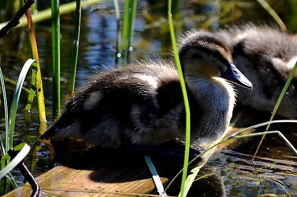 포토 JPG 해외이미지 오리 사람없음 달콤 해외202004 해외포토 조류 맛 파일형식 이미지허브