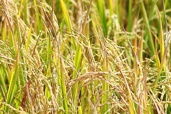 포토 JPG 해외이미지 식물 아시아 지구 음식 줄기 백그라운드 잎 밭 농업 자연 밥 씨앗 사람없음 초록색 농작물 농장 농경지 노란색 환경 수확 가을 칼날 낟알 시리얼 유기농 원예 알맹이 먼지 최초 밭일 숙성 해외202004 해외포토 웰빙 계절 나라 산업 컬러 취미 생태계 파일형식 이미지허브