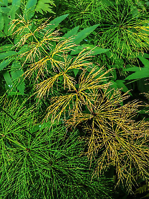 포토 JPG 해외이미지 식물 줄기 백그라운드 잎 꽃무늬 패턴 자연 갈대 사람없음 야외 초록색 여름 새싹 봄 약재 신선 약초 숲 허브 대나무 질감 자연백그라운드 테라피 내추럴 자연요법 줄서기 해외202004 해외포토 나무 계절 꽃 컬러 무늬 모션 뷰티 약 풀_식물 생태계 파일형식 이미지허브