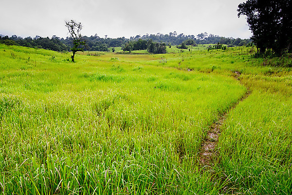 포토 JPG 해외이미지 식물 구름 계절 꽃 줄기 밭 농업 자연 하늘 옥수수 풍경 사람없음 야외 초록색 여름 파란색 빛 농작물 햇빛 농장 노란색 환경 활발 들꽃 성장 벚꽃 시골 황금 숲 땅 시리얼 밀 장면 멀리 수레국화 수평선 부족함 해외202004 해외포토 자연요소 산업 음식 컬러 컨셉 곡류 태양 생태계 파일형식 이미지허브