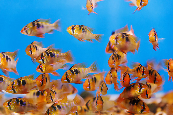 포토 JPG 해외이미지 동물 야생동물 바다 오렌지 자연 어류 사람없음 장식 가로 빨간색 물 강 노란색 수중 수영 그룹 금붕어 탱크 수족관 민물 이국적 터키석 해외202004 해외포토 자연요소 컬러 과일 수중동물 수상스포츠 보석 생태계 파일형식 이미지허브