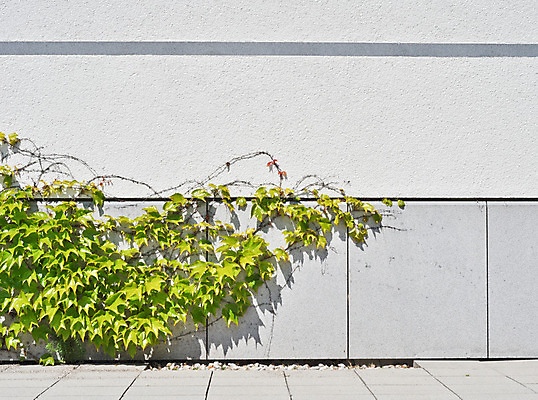 포토 JPG 해외이미지 식물 디자인 응시 공원 꽃 유럽 벽 백그라운드 잎 자연 바닥 주택 프레임 풍경 사람없음 야외 내부 건물 목재 장식 초록색 여름 파란색 금발 보라색 방 흰색 만족 질감 아이비 해외202004 해외포토 나무 헤어스타일 건축물 시선 계절 공공시설 감정 나라 컬러 재료 생태계 파일형식 이미지허브