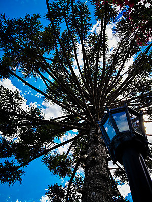 포토 JPG 해외이미지 나무 식물 구름 계절 공원 백그라운드 잎 밭 자연 하늘 왕관 풍경 사람없음 야외 목재 초록색 여름 파란색 빛 태양 환경 봄 흰색 램프 소나무 거친 숲 내추럴 옛날 화창 해외202004 해외포토 자연요소 공공시설 컬러 농업 재료 날씨 조명 생태계 파일형식 이미지허브