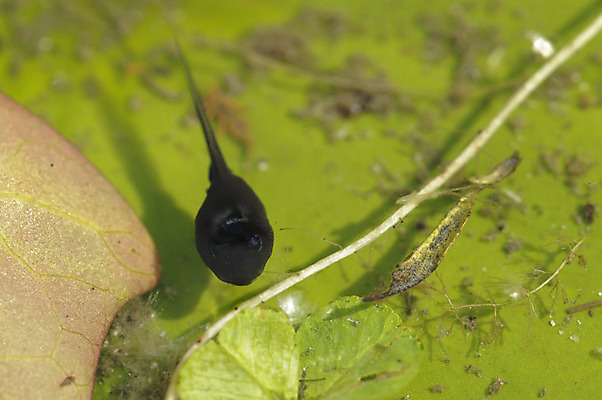 포토 JPG 해외이미지 개구리 양서류 사람없음 갈색 연못 두꺼비 해외202004 해외포토 동물 컬러 파일형식 이미지허브