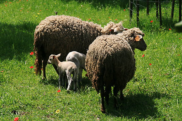 포토 JPG 해외이미지 동물 꽃 백그라운드 밭 포유류 자연 하늘 새로움 서기 사람없음 초록색 여름 농장 봄 신선 양 민들레 귀 노려봄 양모 천진난만 해외202004 해외포토 식물 계절 컬러 컨셉 농업 모션 표정 신체부위 직물 생태계 파일형식 이미지허브