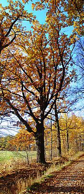 포토 JPG 해외이미지 나무 식물 계절 공원 도로 길 잎 오렌지 자연 바닥 풍경 사람없음 목재 빨간색 초록색 컬러풀 노란색 평화 환경 활발 하이킹 가을 나뭇가지 시골 연못 황금 숲 10월 방법 삼림지대 해외202004 해외포토 공공시설 컬러 컨셉 과일 재료 교통시설 레저 날짜 생태계 파일형식 이미지허브