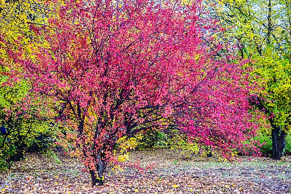 포토 JPG 해외이미지 나무 식물 계절 공원 도로 길 단풍 잎 오렌지 자연 주택 풍경 사람없음 야외 목재 초록색 컬러풀 노란색 산책 가을 나뭇가지 도시 숲 자작나무 해외202004 해외포토 공공시설 컬러 과일 재료 교통시설 휴식 건물 생태계 파일형식 이미지허브