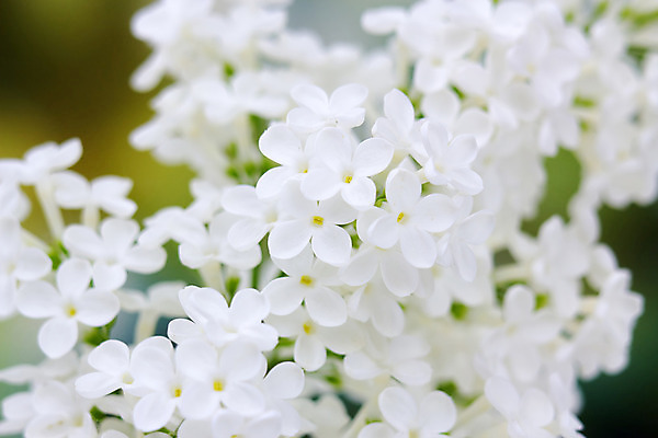 포토 JPG 해외이미지 식물 계절 꽃 꽃다발 백그라운드 잎 꽃무늬 추상 선물 경사 사람없음 장식 컬러풀 우주 정원 봄 흰색 축하 신선 신용카드 개화 떨어짐 소프트포커스 5월 다발 향수 묘사 보케 냄새 부드러움 아로마테라피 라일락 카피스페이스 해외202004 해외포토 컬러 컨셉 무늬 촬영기법 금융 화장품 공백 감각 날짜 테라피 파일형식 이미지허브