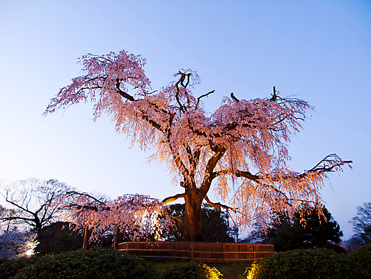 포토 JPG 해외이미지 나무 계절 공원 꽃 분홍색 여행 꽃무늬 자연 하늘 휴가 조명 동양인 사람없음 목재 파란색 빛 일본 일몰 외침 봄 새벽 벚꽃 흰색 나뭇가지 체리 저녁 4월 가득함 빛망울 교토 옛날 해외202004 해외포토 자연요소 식물 공공시설 아시아 컬러 무늬 과일 재료 인종 노을 소리 날짜 야간 생태계 파일형식 이미지허브