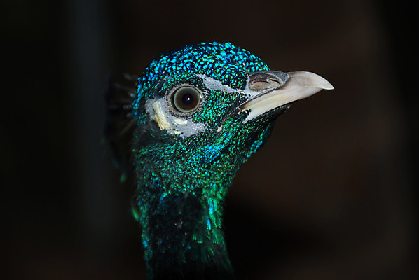 포토 JPG 해외이미지 동물 공원 야생동물 자연 조류 왕관 사람없음 초록색 파란색 머리 활발 공작 깃털 부리 목 터키석 해외202004 해외포토 공공시설 컬러 컨셉 신체부위 보석 생태계 파일형식 이미지허브