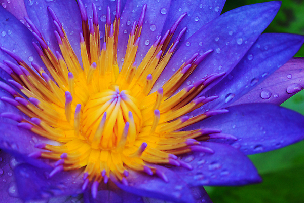 포토 JPG 해외이미지 식물 전통 꽃잎 꽃 선 분홍색 백그라운드 잎 꽃무늬 불교 오렌지 자연 사람없음 물 파란색 컬러풀 노란색 보라색 벚꽃 흰색 개화 가장자리 우아함 닫기 제비꽃 심볼 명상 싱크대 싱글 뿌리 꽃가루 꿀 내추럴 고립 이국적 해외202004 해외포토 자연요소 종교 컬러 컨셉 무늬 과일 모션 둘레 가루 개수대 생태계 파일형식 이미지허브