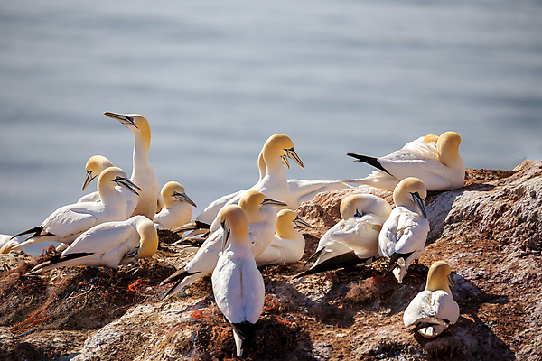 포토 JPG 해외이미지 동물 유럽 야생동물 바다 섬 포즈 캐나다 날개 자연 조류 영국 잉글랜드 독일 사람없음 야외 물 파란색 노란색 머리 프랑스 흰색 둥지 저녁 사자 망토 묘사 꼬리 부리 북쪽 대서양 계산서 내추럴 동물상 식민지 해외202004 해외포토 자연요소 나라 컬러 북아메리카 포유류 신체부위 조형물 야간 방향 생태계 파일형식 이미지허브