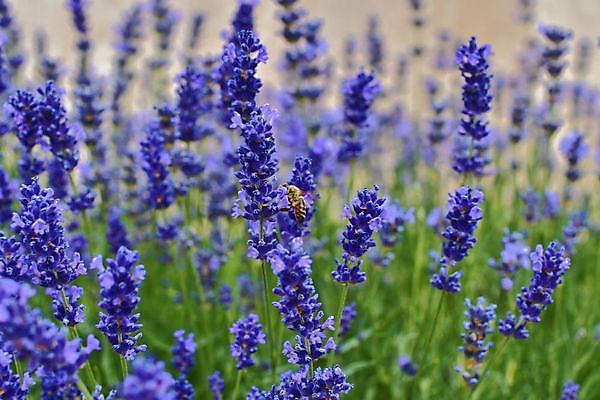 포토 JPG 해외이미지 식물 동물 계절 꽃 유럽 야생동물 곤충 백그라운드 꽃무늬 밭 날개 자연 노동자 사람없음 야외 여름 컬러풀 정원 보라색 프랑스 벚꽃 닫기 꿀벌 작음 수분 벌 허브 제비꽃 묘사 향기 아로마 꽃가루 꿀 라벤더 내추럴 프랑스어 왁스 해외202004 해외포토 직업 문자 나라 컬러 무늬 농업 모션 벌_곤충 크기 가루 생태계 냄새 파일형식 이미지허브