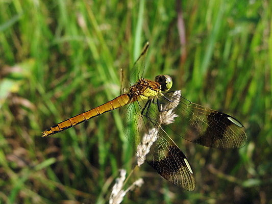 포토 JPG 해외이미지 식물 동물 줄기 곤충 백그라운드 밭 날개 자연 사람없음 초록색 여름 잠자리 동물상 해외202004 해외포토 계절 컬러 농업 조형물 생태계 파일형식 이미지허브