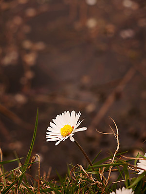포토 JPG 해외이미지 식물 1 영어 꽃잎 꽃 백그라운드 꽃무늬 밭 자연 사람없음 장식 여름 약 노란색 머리 정원 스파 봄 벚꽃 흰색 신선 약초 자르기 허브 순수 데이지 꽃가루 내추럴 고립 엘리먼트 캐모마일 해외202004 해외포토 문자 계절 컬러 컨셉 무늬 농업 의학 모션 신체부위 풀_식물 가루 생태계 파일형식 이미지허브