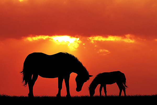 포토 JPG 해외이미지 동물 실루엣 밭 포유류 사람없음 야외 반려동물 농장 일몰 새벽 승마 승차 갈기 조랑말 해외202004 해외포토 자연요소 스포츠 농업 모션 촬영기법 노을 말_동물 파일형식 이미지허브