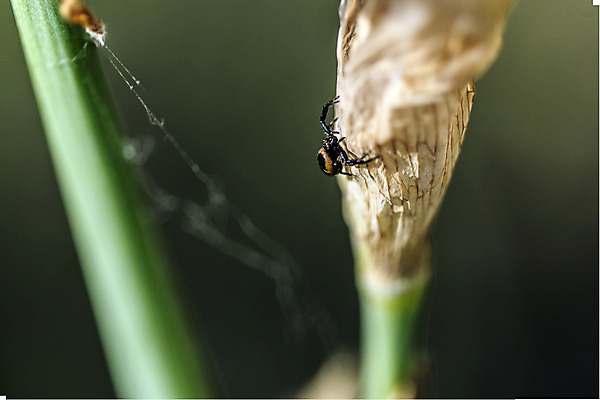 포토 JPG 해외이미지 동물 곤충 잎 신체 자연 사람없음 초록색 햇빛 웹 힘 활발 회색 에너지 기다림 계획 8 사냥 고립 동정 해외202004 해외포토 식물 컬러 컨셉 인터넷 모션 태양 숫자 생태계 파일형식 이미지허브