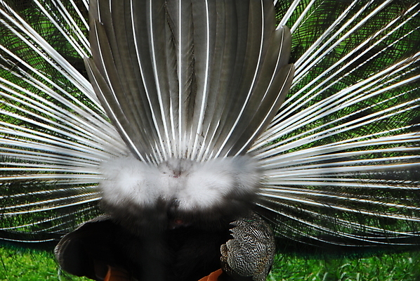 포토 JPG 해외이미지 동물 공원 남자 야생동물 날개 자연 조류 사람없음 춤 공작 깃털 꿩 해외202004 해외포토 공공시설 문화예술 사람 생태계 파일형식 이미지허브
