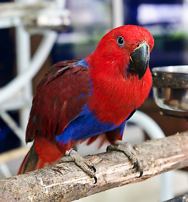 포토 JPG 해외이미지 동물 응시 여자 백그라운드 날개 조류 생물 서기 사람없음 빨간색 파란색 반려동물 흰색 집중 깃털 부리 앵무새 슛 노려봄 고립 잉꼬 해외202004 해외포토 시선 컬러 컨셉 모션 표정 사람 파일형식 이미지허브