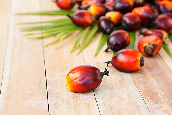 포토 JPG 해외이미지 식물 산업 아시아 음식 잎 농업 과일 교통시설 자동차 자연 손바닥 씨앗 사람없음 경제 농장 에너지 견과류 지성 수확 신선 재산 역 휘발유 다발 에코 날것 탱크 연료 가스 짐차 자원 펌프 노즐 디젤 밭일 세련 해외202004 해외포토 손 나라 육상교통 교통 금융 환경 석유 시설 생태계 파일형식 이미지허브