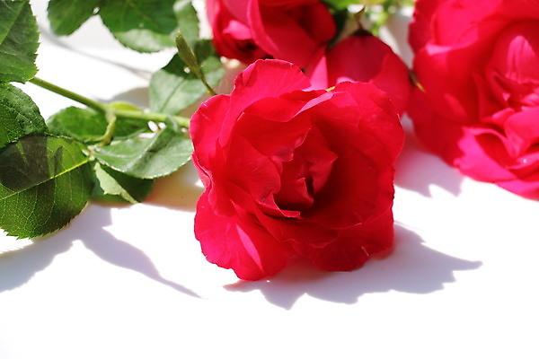 포토 JPG 해외이미지 사랑 사람없음 장미 메시지 해외202004 해외포토 꽃 감정 파일형식 이미지허브