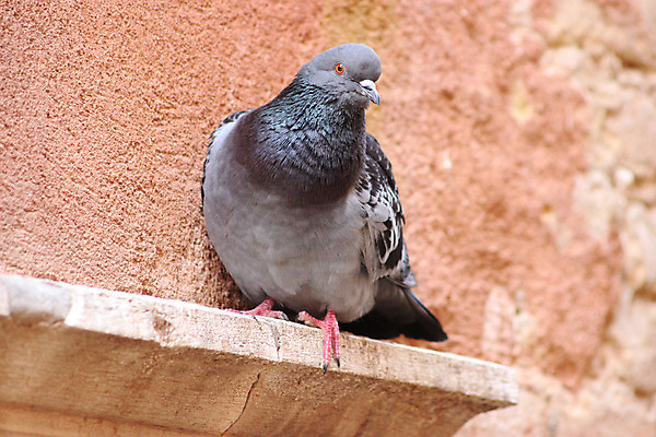 포토 JPG 해외이미지 동물 1 남자 야생동물 자연 조류 사람없음 야외 컬러풀 평화 침묵 이탈리아 회색 자유 관찰 도시 닫기 깃털 싱글 비둘기 부리 베네치아 내추럴 고립 동물상 해외202004 해외포토 유럽 컬러 컨셉 모션 사람 조형물 소리 생태계 파일형식 이미지허브