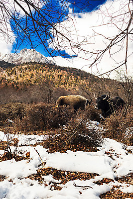 포토 JPG 해외이미지 동물 아시아 여행 산 풍경 사람없음 관광지 중국 소 내추럴 해외202004 해외포토 나라 포유류 파일형식 이미지허브