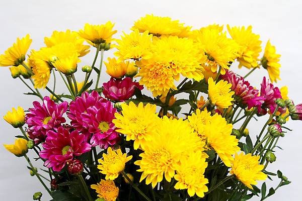 포토 JPG 해외이미지 식물 계절 꽃 분홍색 백그라운드 꽃무늬 일러스트 자연 수채화 사람없음 빨간색 여름 노란색 머리 정원 봄 벚꽃 흰색 신선 데이지 거베라 내추럴 고립 해외202004 해외포토 컬러 무늬 신체부위 생태계 파일형식 이미지허브