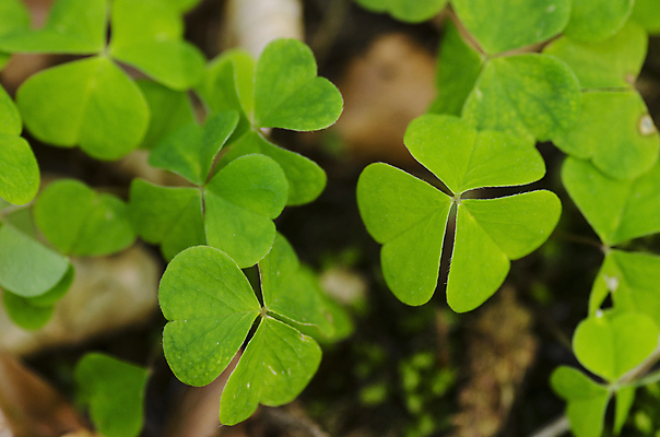 포토 JPG 해외이미지 식물 계절 백그라운드 잎 밭 자연 잔디 사람없음 야외 초록색 햇빛 노란색 평화 환경 정원 침묵 봄 성장 물방울 신선 행운 성자 클로버 소프트포커스 순수 생물학 아일랜드 내추럴 생태학 카피스페이스 해외202004 해외포토 교육 유럽 종교 컬러 컨셉 농업 촬영기법 태양 소리 공백 생태계 파일형식 이미지허브