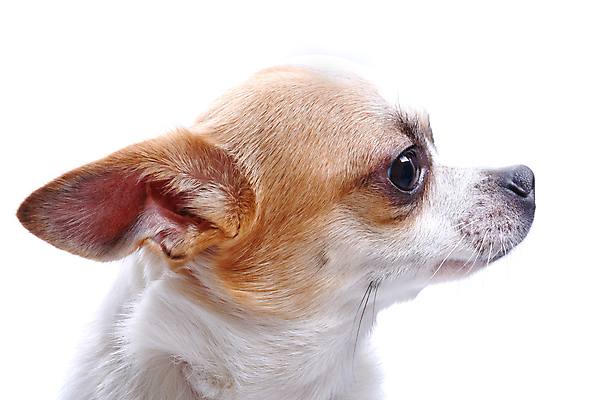 포토 JPG 해외이미지 동물 1 백그라운드 수영장 사람없음 파란색 반려동물 갈색 흰색 개 강아지 사인 치와와 송곳니 샤워실 해외202004 해외포토 컬러 포유류 치아 샤워시설 파일형식 이미지허브