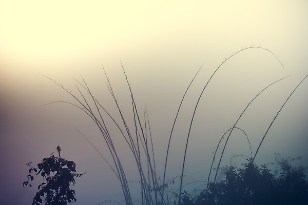 포토 JPG 해외이미지 나무 구름 공원 여행 백그라운드 잎 자연 하늘 아침 산 풍경 사람없음 야외 초록색 일출 환경 일몰 새벽 안개 물방울 숲 대나무 내추럴 뿌연 절정 해외202004 해외포토 주간 자연요소 식물 공공시설 컬러 날씨 노을 생태계 파일형식 이미지허브