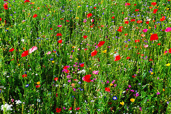 포토 JPG 해외이미지 나무 계절 꽃잎 꽃 잎 밭 자연 하늘 풍경 사람없음 야외 가로 초록색 여름 환경 침묵 봄 들꽃 시골 신선 땅 데이지 장면 양귀비 해외202004 해외포토 식물 컬러 농업 소리 생태계 파일형식 이미지허브
