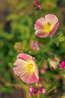 포토 JPG 해외이미지 식물 계절 꽃잎 꽃 백그라운드 꽃무늬 밭 오렌지 자연 풍경 사람없음 초록색 여름 컬러풀 장미 노란색 정원 봄 활발 들꽃 벚꽃 신선 개화 황금 원예 캘리포니아 꽃가루 양귀비 내추럴 고립 꽃수술 해외202004 해외포토 컬러 컨셉 무늬 농업 과일 취미 미국 가루 생태계 파일형식 이미지허브