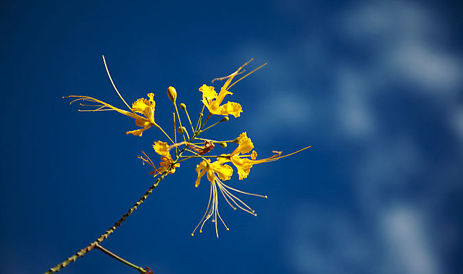 포토 JPG 해외이미지 식물 꽃 백그라운드 농업 자연 벽지 사람없음 야외 농작물 컬러풀 농장 농경지 노란색 환경 맑음 봄 수확 시골 닫기 작음 묘사 유채 만족 질감 밭일 평야 해외202004 해외포토 계절 감정 산업 컬러 모션 날씨 크기 생태계 파일형식 이미지허브
