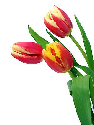 포토 JPG 해외이미지 식물 계절 공원 꽃 꽃다발 백그라운드 잎 꽃무늬 밭 자연 부활절 발렌타인데이 3 사람없음 야외 초록색 컬러풀 햇빛 태양 정원 보라색 침묵 봄 튤립 벚꽃 광선 축하 신선 닫기 5월 꽃집 엽서 내추럴 강렬 블러 해외202004 해외포토 자연요소 공공시설 기념일 컬러 컨셉 무늬 농업 모션 데이이벤트 상점 소리 날짜 편지 생태계 파일형식 이미지허브