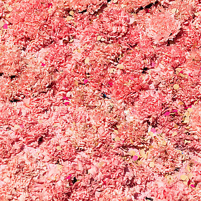 포토 JPG 해외이미지 식물 꽃 분홍색 백그라운드 꽃무늬 자연 휴가 선물 사람없음 노란색 봄 벚꽃 신선 꽃집 카네이션 내추럴 해외202004 해외포토 계절 컬러 무늬 상점 생태계 파일형식 이미지허브