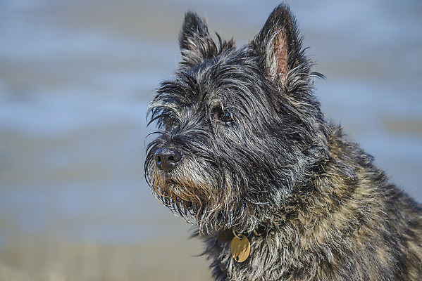 포토 JPG 해외이미지 동물 척추동물 1 응시 행복 얼굴 포유류 생물 털 노르웨이 앉기 사람없음 반려동물 표현 개 달콤 작음 모피 테리어 만족 호기심 싱글 부드러움 송곳니 기르기 동반자 유래 천진난만 해외202004 해외포토 시선 감정 유럽 컨셉 모션 신체부위 감각 맛 치아 크기 돌봄 파일형식 이미지허브