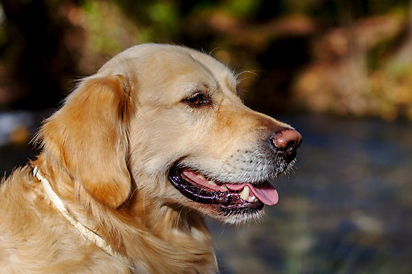 포토 JPG 해외이미지 동물 포즈 장난 포유류 털 사람없음 반려동물 가을 황금 개 리트리버 모피 만족 코 사냥개 귀 주둥이 송곳니 기르기 동반자 복종 유래 지능 해외202004 해외포토 계절 감정 신체부위 치아 돌봄 파일형식 이미지허브