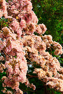 포토 JPG 해외이미지 나무 식물 공원 꽃 행복 분홍색 잎 겨울 자연 하늘 날씨 발렌타인데이 사람없음 야외 환경 정원 맑음 봄 카펫 성장 벚꽃 가을 나뭇가지 개화 자주색 깊이 해외202004 해외포토 계절 공공시설 감정 컬러 데이이벤트 생태계 파일형식 이미지허브