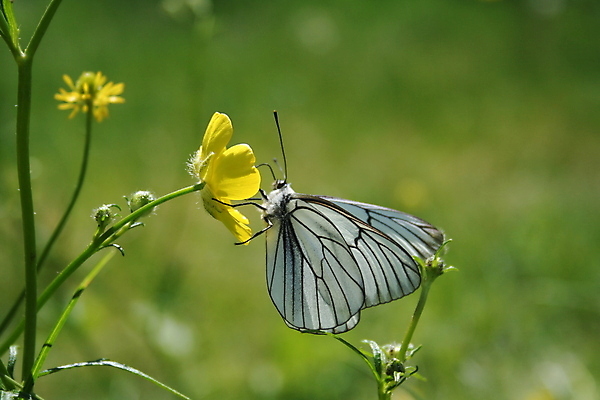 포토 JPG 해외이미지 식물 동물 1 꽃잎 꽃 나비 곤충 잎 날개 자연 사람없음 야외 가로 초록색 여름 태양 노란색 정원 봄 벚꽃 흰색 개화 수분 꽃가루 전경 해외202004 해외포토 자연요소 계절 컬러 풍경 가루 생태계 파일형식 탑뷰 이미지허브