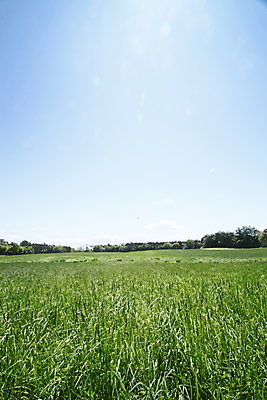 포토 JPG 해외이미지 구름 계절 백그라운드 자연 하늘 풍경 사람없음 야외 초록색 파란색 컬러풀 햇빛 우주 일본 맑음 봄 내추럴 밭일 수평선 해외202004 해외포토 자연요소 아시아 컬러 날씨 태양 생태계 파일형식 이미지허브