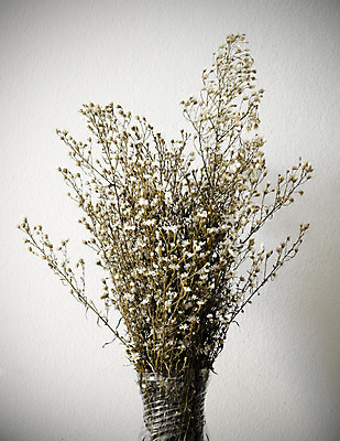 포토 JPG 해외이미지 식물 꽃잎 꽃 줄기 꽃다발 백그라운드 잎 꽃무늬 밭 자연 건조 사람없음 장식 갈색 꽃병 추위 흰색 죽음 다발 배열 향수 옛날 많음 해외202004 해외포토 컬러 컨셉 무늬 농업 화장품 생태계 파일형식 이미지허브