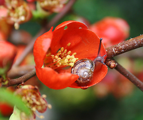 포토 JPG 해외이미지 꽃 자연 사람없음 빨간색 관목 해외202004 해외포토 나무 식물 컬러 생태계 파일형식 이미지허브