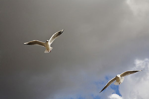 포토 JPG 해외이미지 조류 하늘 영국 사람없음 파란색 런던 해외202004 해외포토 동물 유럽 컬러 파일형식 이미지허브