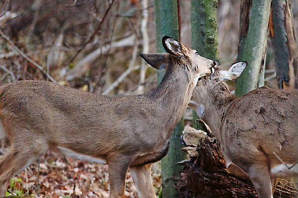 포토 JPG 해외이미지 나무 응시 야생동물 백그라운드 잎 사슴 털 사람없음 갈색 검은색 놀람 회색 가을 흰색 숲 큼 엽서 귀 경보 흥미 해외202004 해외포토 식물 동물 시선 계절 감정 컬러 컨셉 포유류 표정 신체부위 크기 편지 파일형식 이미지허브